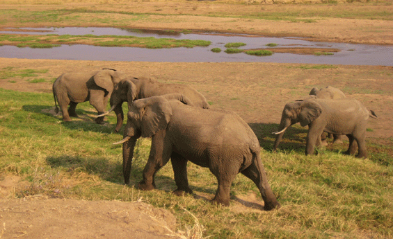 Tanzania Safari