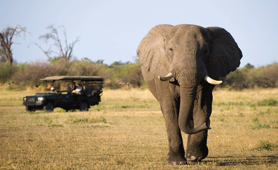 African Safari