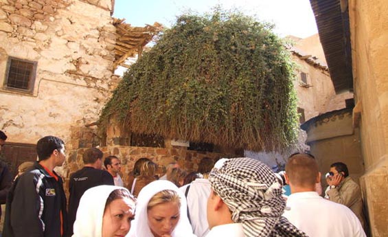 Burning Bush, St. Catherine