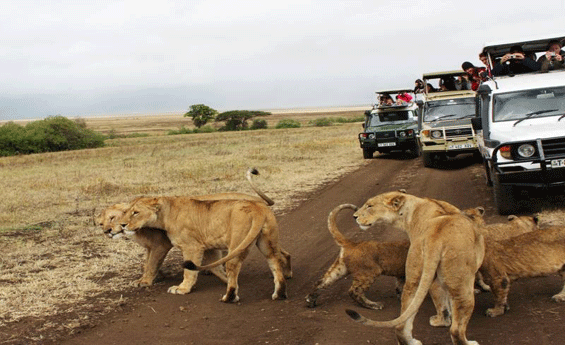 African Safari Adventures