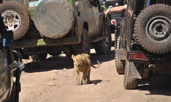 Arusha National park, Egypt and Tanzania Safari Tours