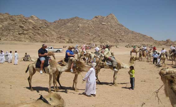 Camel Riding in Sharm El Sheikh