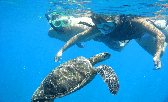 Snorkeling Marsa Alam