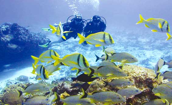 Divers in the Red Sea