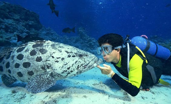 Snorkeling, Ras Mohamed