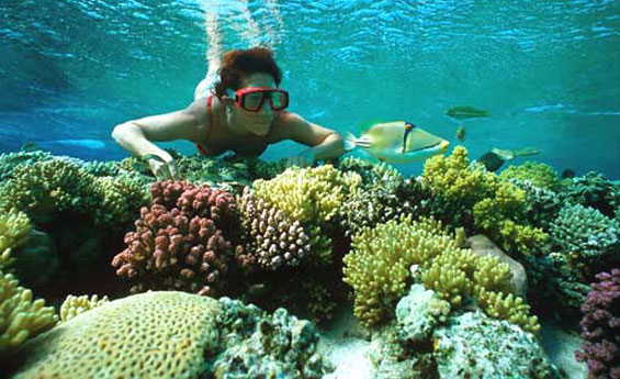 Snorkeling at Mahmya Island