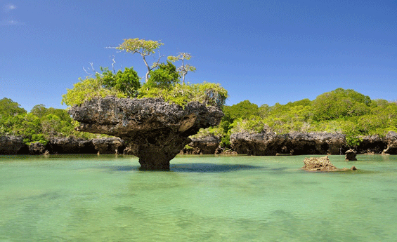 Mangroves, Zanzibar