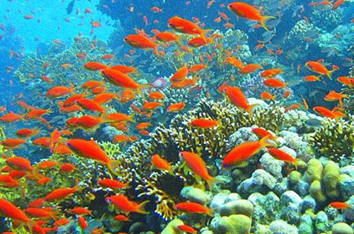 Red Sea Aquarium