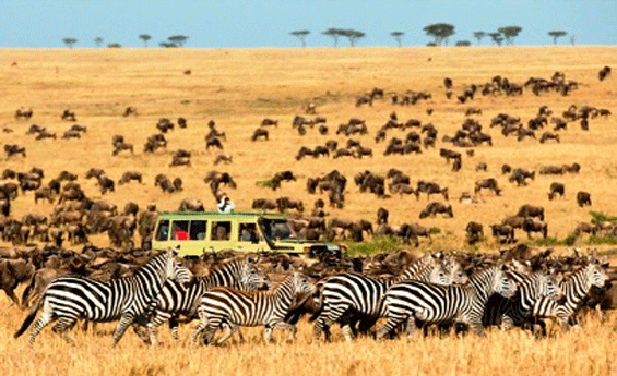 Tanzania Safari