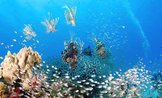 Ras Mohamed Snorkeling trip 