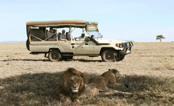 Safari Tours in Tanzania