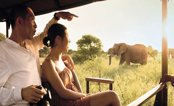 Safari Holidays