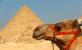 Camel Ride at Giza Pyramids, Special Offers holidays