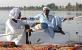 Felucca Ride in Aswan