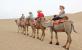 Camel riding at Dahab